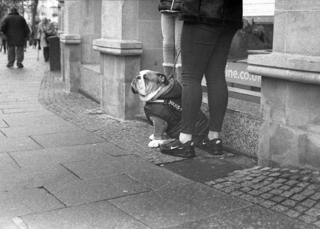 Young Bulldog sits patiently in Sheffield City Centre 