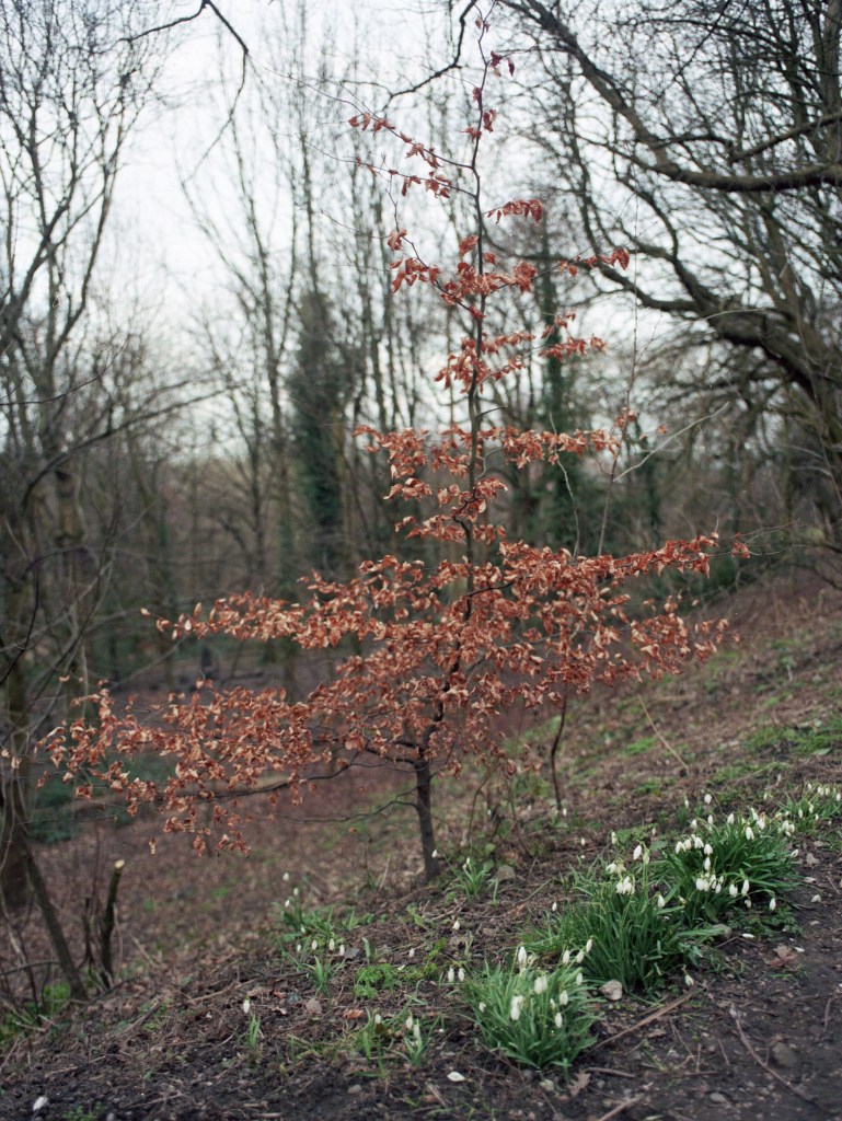 Small tree and flowers in Sheffield General Cemetery