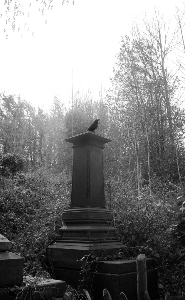 Crow on a monument, Sheffield General Cemetery