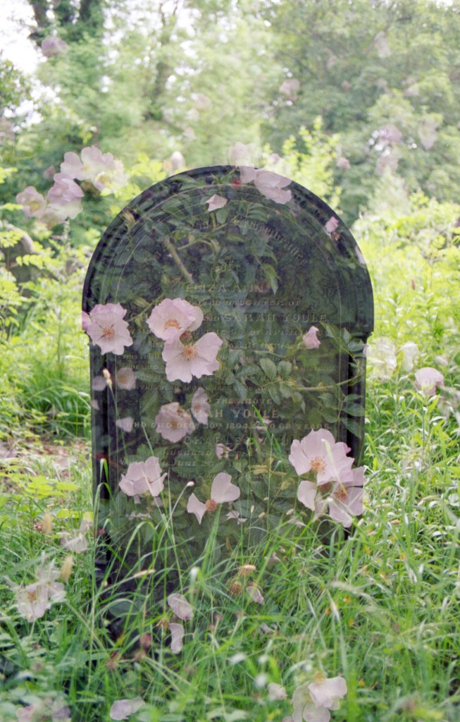 Gravestone double exposure with flowers, Sheffield General Cemetery