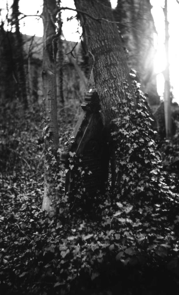Gravestone between Ivy covered trees, Sheffield General Cemetery